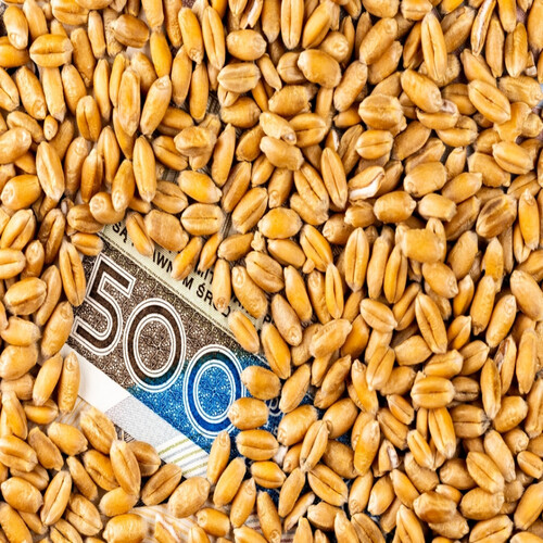 Ceny Pszenicy w 2024 - Analiza rynkowa i wpływ kluczowych czynników