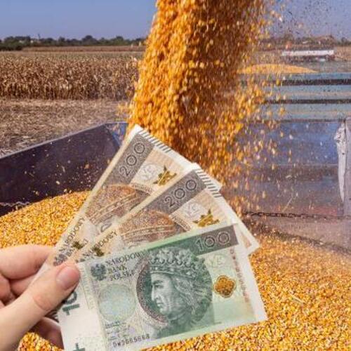 Rozpoczęto wypłaty dopłat za sprzedane zboże 2024 - kto może liczyć na wsparcie?